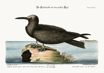 De Noddy, 1749-73